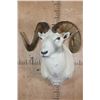 Image 2 : XXL DALL SHEEP Ram Shoulder Mount