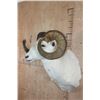 Image 3 : XXL DALL SHEEP Ram Shoulder Mount