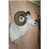 Image 4 : XXL DALL SHEEP Ram Shoulder Mount