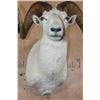 Image 5 : XXL DALL SHEEP Ram Shoulder Mount