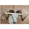 Image 6 : XXL DALL SHEEP Ram Shoulder Mount
