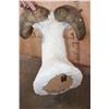 Image 7 : XXL DALL SHEEP Ram Shoulder Mount