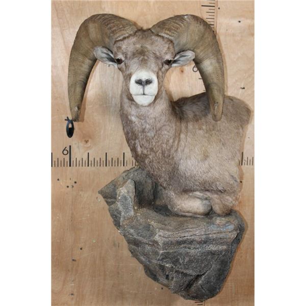 Massive XXL ROCKY MOUNTAIN BIGHORN SHEEP Ram Pedestal Mount on a Rock Wall Base