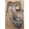 Image 1 : Massive XXL ROCKY MOUNTAIN BIGHORN SHEEP Ram Pedestal Mount on a Rock Wall Base