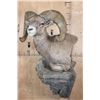Image 2 : Massive XXL ROCKY MOUNTAIN BIGHORN SHEEP Ram Pedestal Mount on a Rock Wall Base