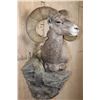 Image 3 : Massive XXL ROCKY MOUNTAIN BIGHORN SHEEP Ram Pedestal Mount on a Rock Wall Base