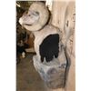 Image 5 : Massive XXL ROCKY MOUNTAIN BIGHORN SHEEP Ram Pedestal Mount on a Rock Wall Base