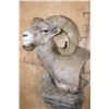 Image 6 : Massive XXL ROCKY MOUNTAIN BIGHORN SHEEP Ram Pedestal Mount on a Rock Wall Base