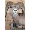 Image 7 : Massive XXL ROCKY MOUNTAIN BIGHORN SHEEP Ram Pedestal Mount on a Rock Wall Base