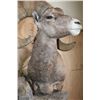 Image 8 : Massive XXL ROCKY MOUNTAIN BIGHORN SHEEP Ram Pedestal Mount on a Rock Wall Base