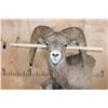Image 9 : Massive XXL ROCKY MOUNTAIN BIGHORN SHEEP Ram Pedestal Mount on a Rock Wall Base