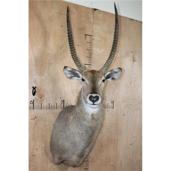Big WATERBUCK Shoulder Mount