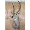 Image 2 : Big WATERBUCK Shoulder Mount