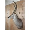 Image 3 : Big WATERBUCK Shoulder Mount