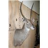 Image 4 : Big WATERBUCK Shoulder Mount