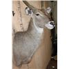 Image 5 : Big WATERBUCK Shoulder Mount