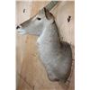 Image 6 : Big WATERBUCK Shoulder Mount