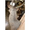 Image 7 : Big WATERBUCK Shoulder Mount