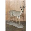 Image 1 : Big Life-sized VAAL RHEBOK on a Natural Base