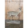Image 2 : Big Life-sized VAAL RHEBOK on a Natural Base