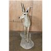 Image 3 : Big Life-sized VAAL RHEBOK on a Natural Base
