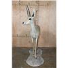 Image 5 : Big Life-sized VAAL RHEBOK on a Natural Base