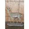 Image 6 : Big Life-sized VAAL RHEBOK on a Natural Base