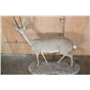 Image 7 : Big Life-sized VAAL RHEBOK on a Natural Base