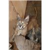 Image 4 : Life-sized CARACAL CAT "Leaping" at 2 FRANCOLIN Birds on a Decorative Base