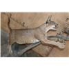 Image 9 : Life-sized CARACAL CAT "Leaping" at 2 FRANCOLIN Birds on a Decorative Base