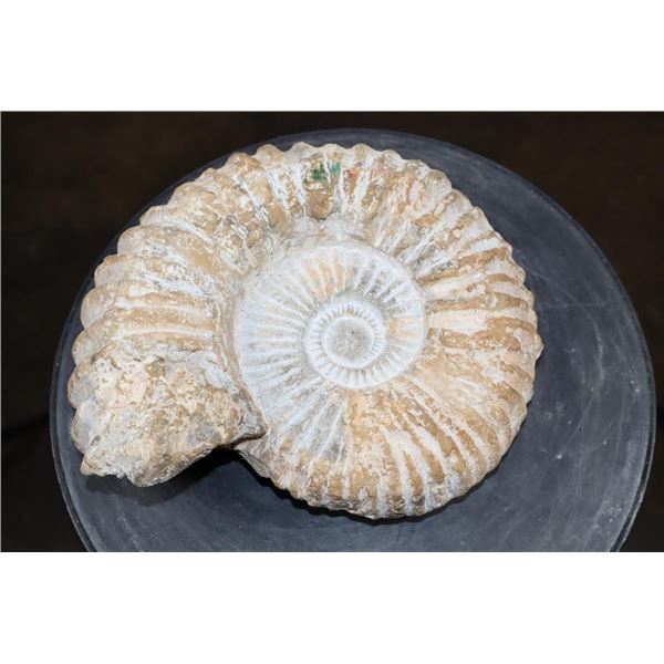 Big Natural AMMONITE Fossil Specimen