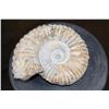 Image 1 : Big Natural AMMONITE Fossil Specimen