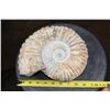 Image 2 : Big Natural AMMONITE Fossil Specimen