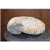 Image 3 : Big Natural AMMONITE Fossil Specimen