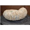 Image 4 : Big Natural AMMONITE Fossil Specimen