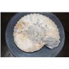 Image 5 : Big Natural AMMONITE Fossil Specimen