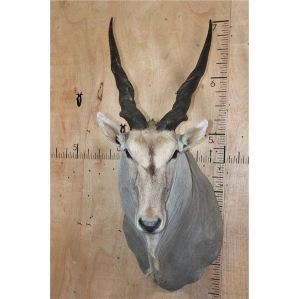 XXL CAPE ELAND Shoulder Mount with Removable Horns
