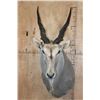 Image 1 : XXL CAPE ELAND Shoulder Mount with Removable Horns
