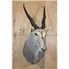Image 2 : XXL CAPE ELAND Shoulder Mount with Removable Horns