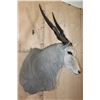 Image 3 : XXL CAPE ELAND Shoulder Mount with Removable Horns