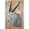 Image 4 : XXL CAPE ELAND Shoulder Mount with Removable Horns