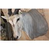Image 5 : XXL CAPE ELAND Shoulder Mount with Removable Horns