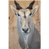 Image 6 : XXL CAPE ELAND Shoulder Mount with Removable Horns