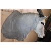 Image 7 : XXL CAPE ELAND Shoulder Mount with Removable Horns