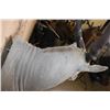 Image 8 : XXL CAPE ELAND Shoulder Mount with Removable Horns