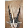 Image 9 : XXL CAPE ELAND Shoulder Mount with Removable Horns