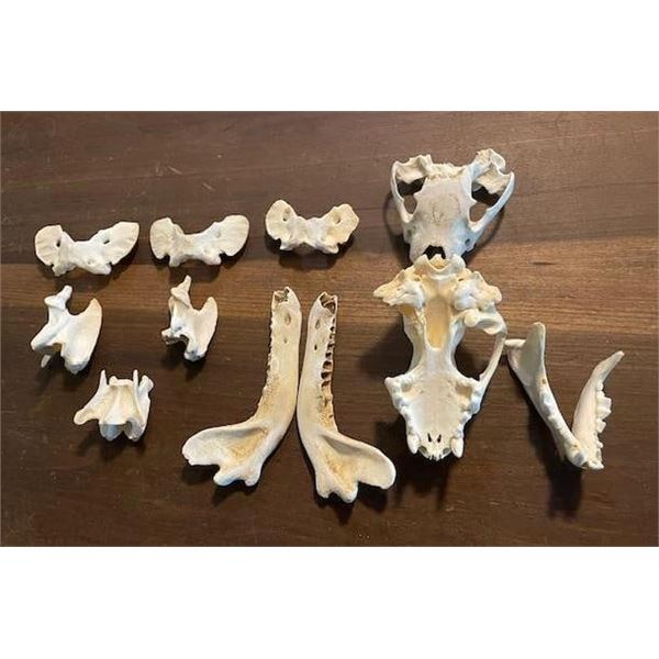(2) WOLVERINE Skulls, (1) Set of WOLF Jaws, and (6) Butterfly Vertebrae from a WOLF and WOLVERINE