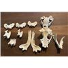 Image 1 : (2) WOLVERINE Skulls, (1) Set of WOLF Jaws, and (6) Butterfly Vertebrae from a WOLF and WOLVERINE