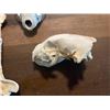 Image 7 : (2) WOLVERINE Skulls, (1) Set of WOLF Jaws, and (6) Butterfly Vertebrae from a WOLF and WOLVERINE