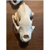 Image 9 : (2) WOLVERINE Skulls, (1) Set of WOLF Jaws, and (6) Butterfly Vertebrae from a WOLF and WOLVERINE